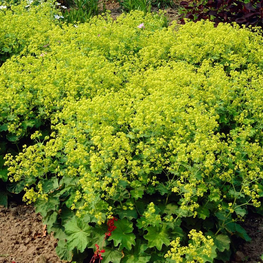 Alchemilla 'Irish Silk'