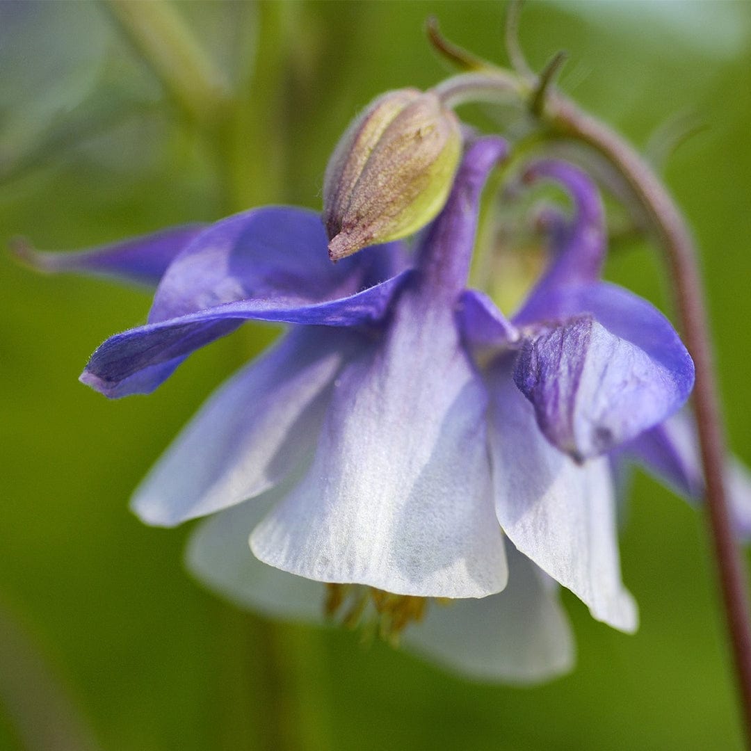 Aquilegia 'Spring Magic Blue & White'