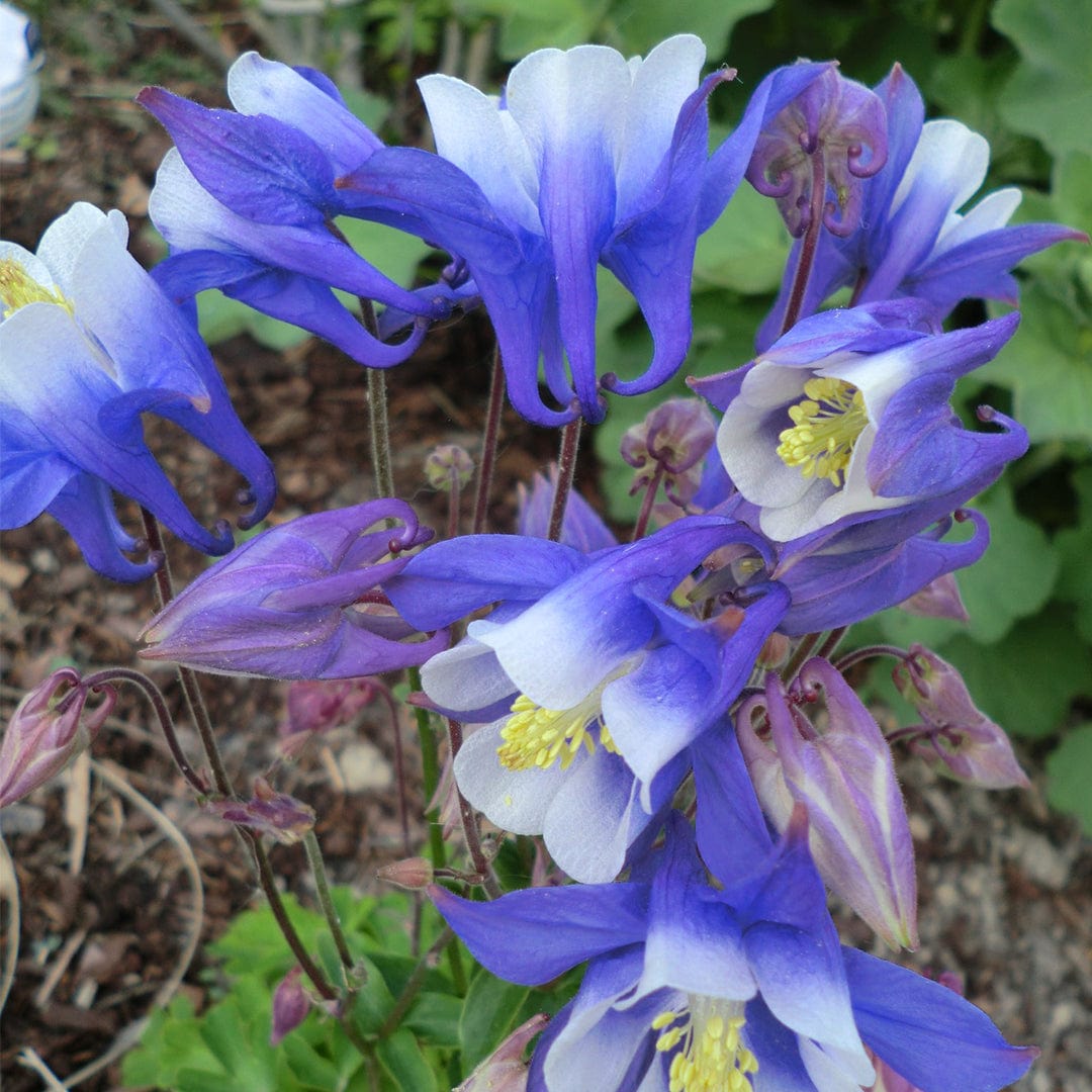 Aquilegia 'Spring Magic Blue & White'