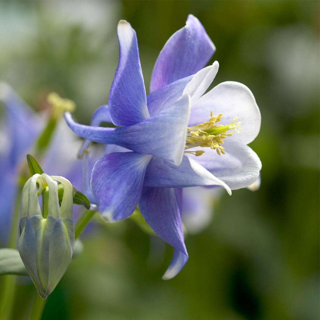 Aquilegia 'Spring Magic Blue & White'