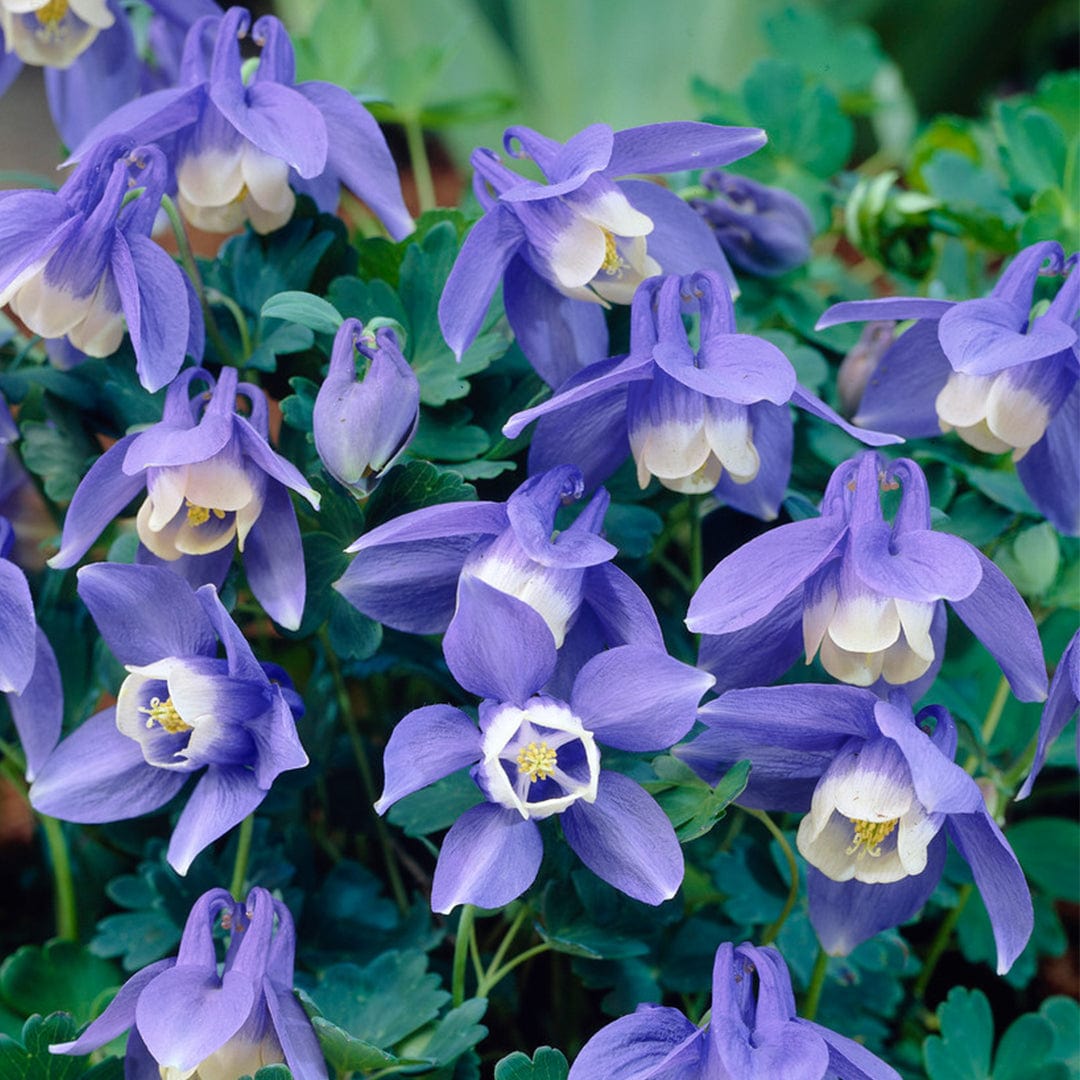 Aquilegia 'Spring Magic Blue & White'