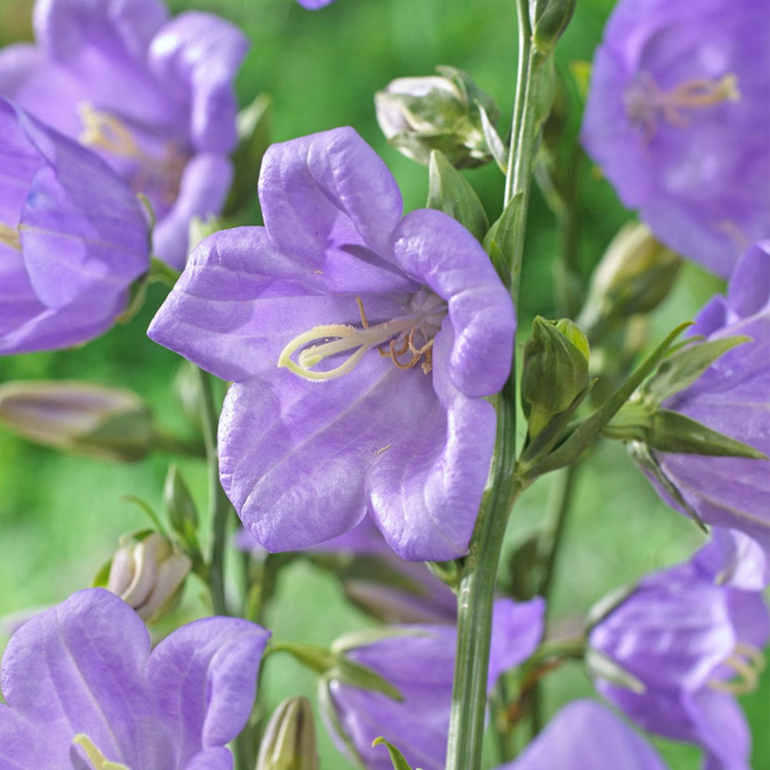 Campanula 'Takion Blue'