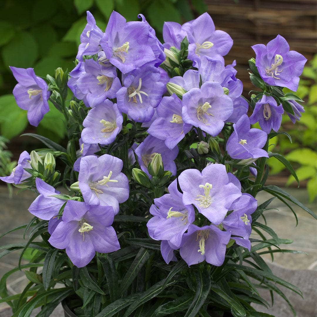 Campanula 'Takion Blue'