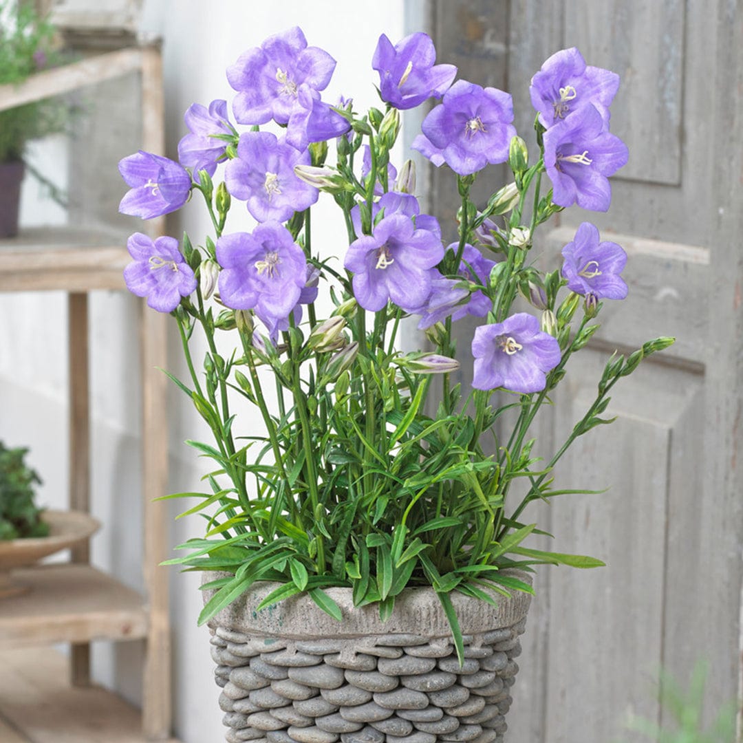 Campanula 'Takion Blue'