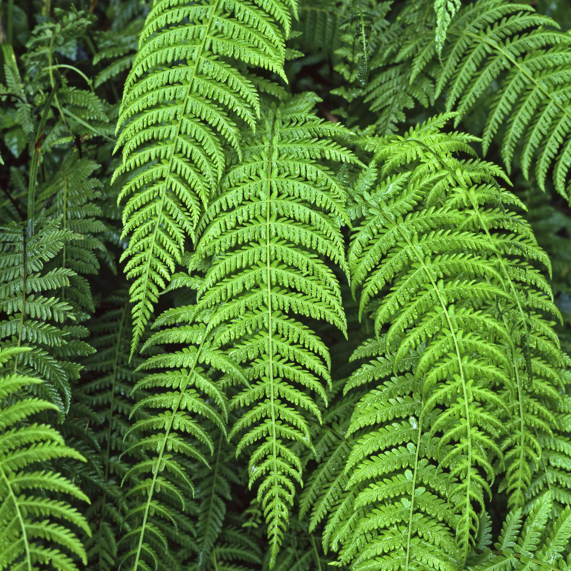 Dryopteris Wallichiana 'Jurassic Gold'