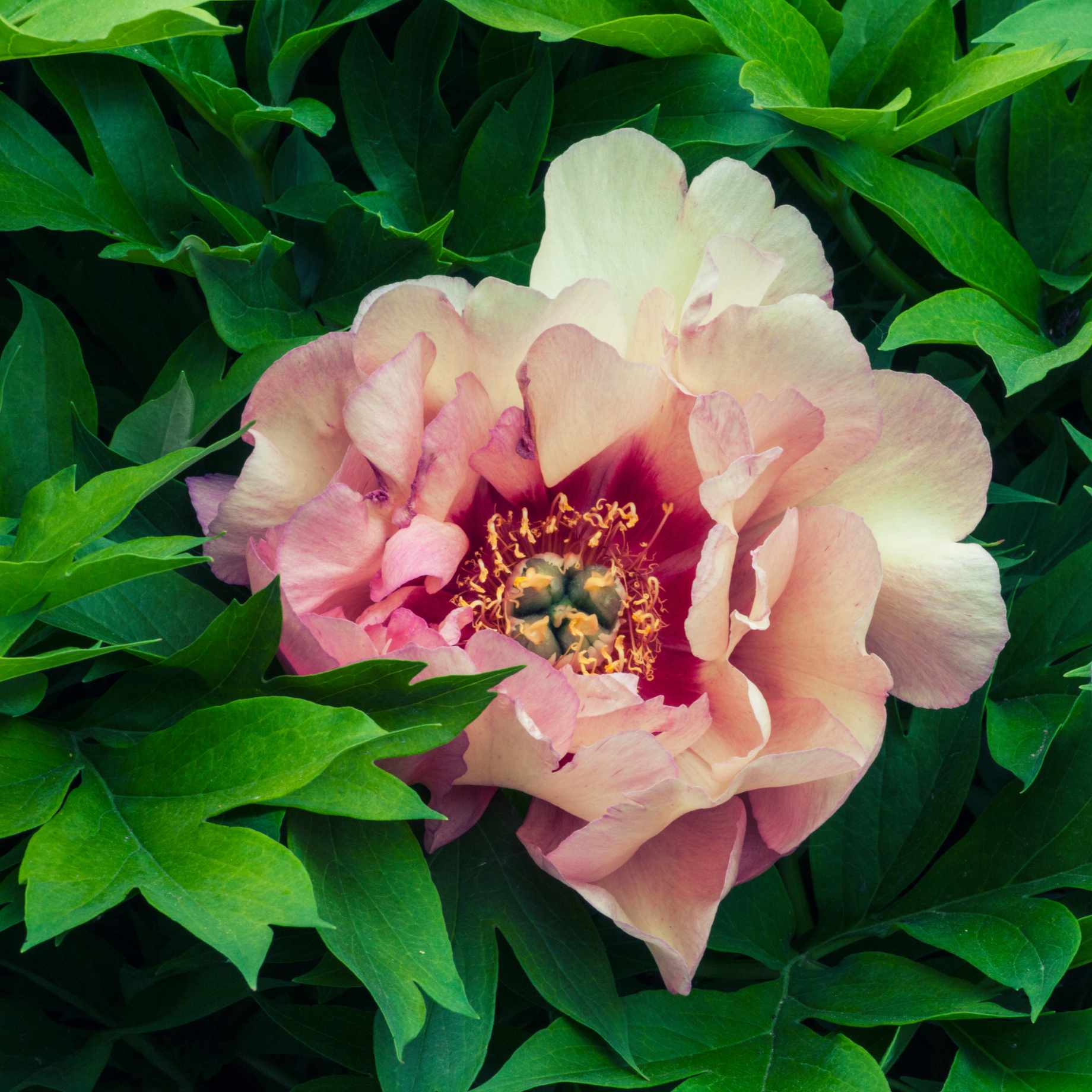Itoh Peony 'Callies Memory'