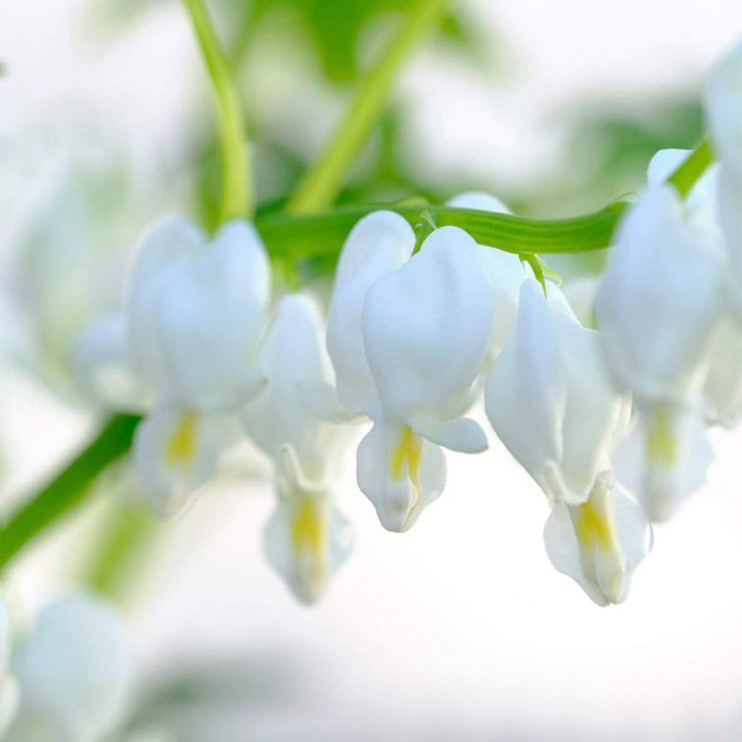 Dicentra