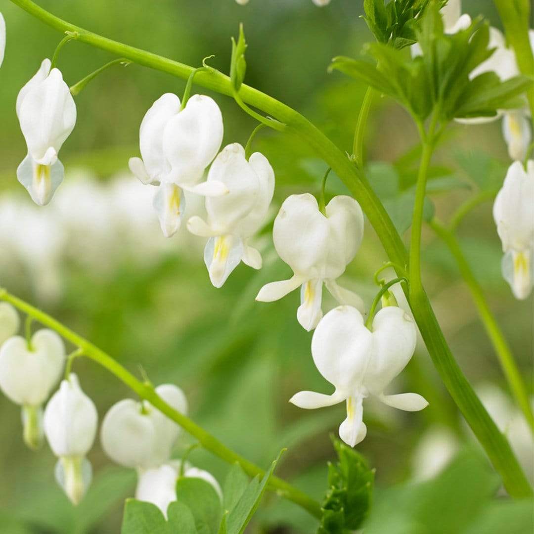 Dicentra