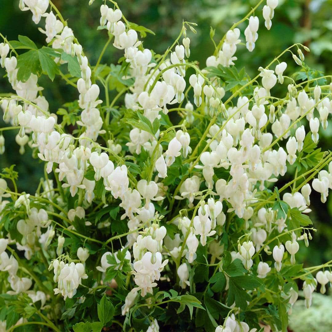 Dicentra