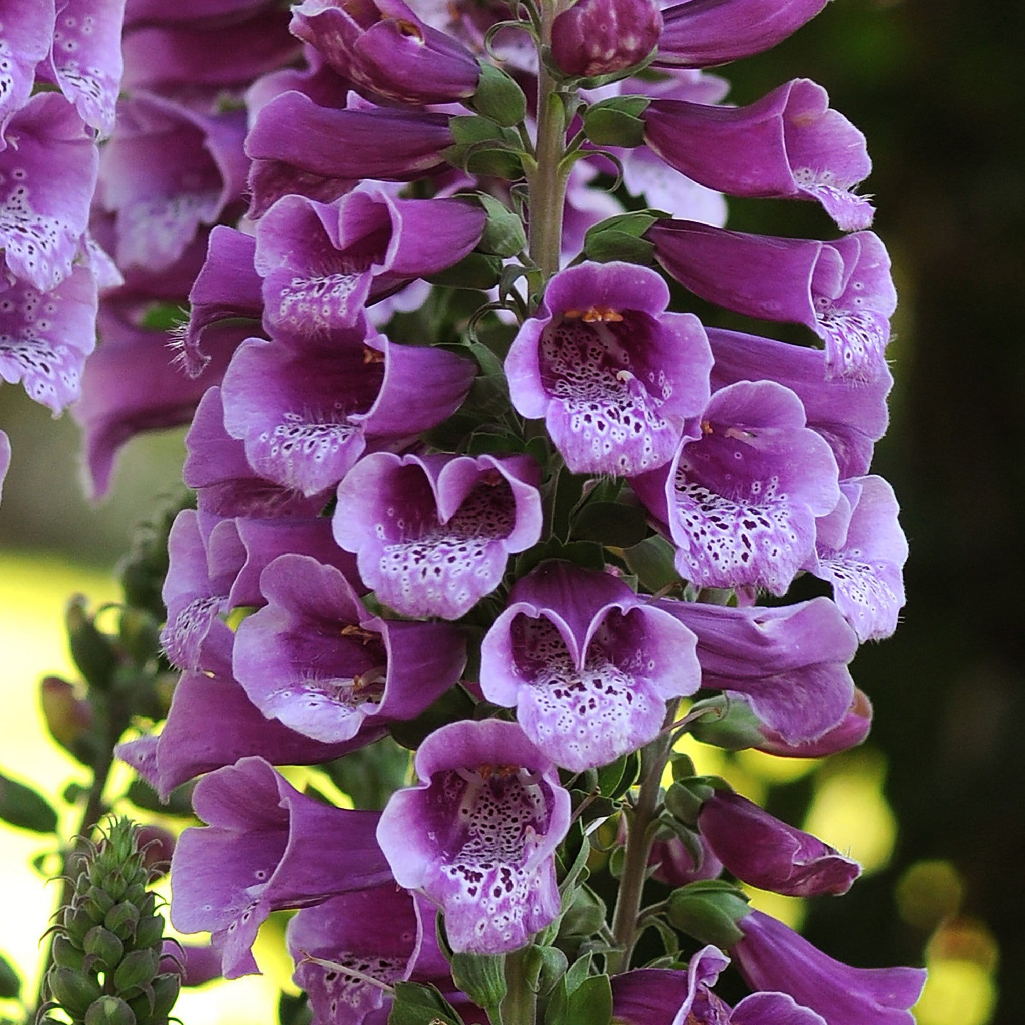 Digitalis 'Dalmatian Purple'