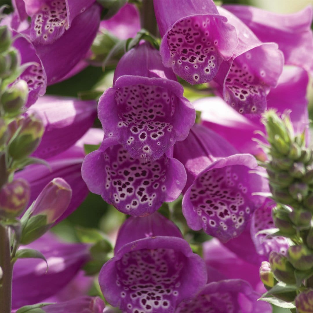 Digitalis 'Dalmatian Purple'