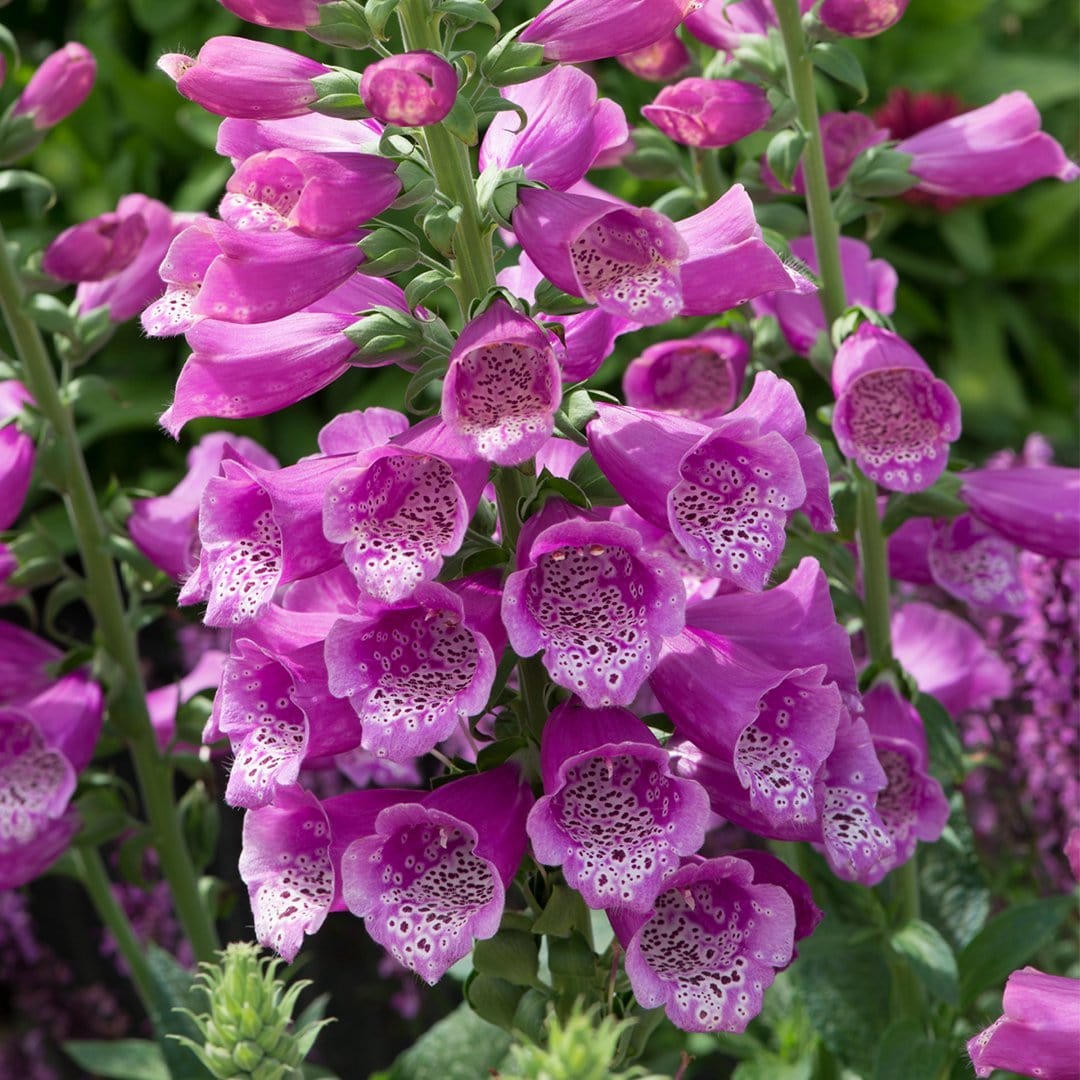 Digitalis 'Dalmatian Purple'