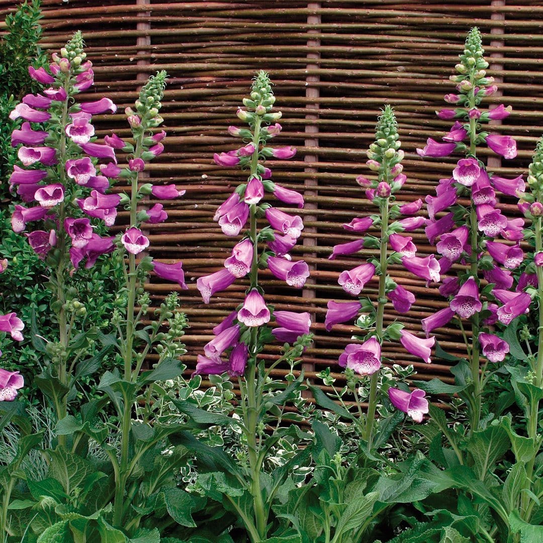 Digitalis 'Dalmatian Purple'