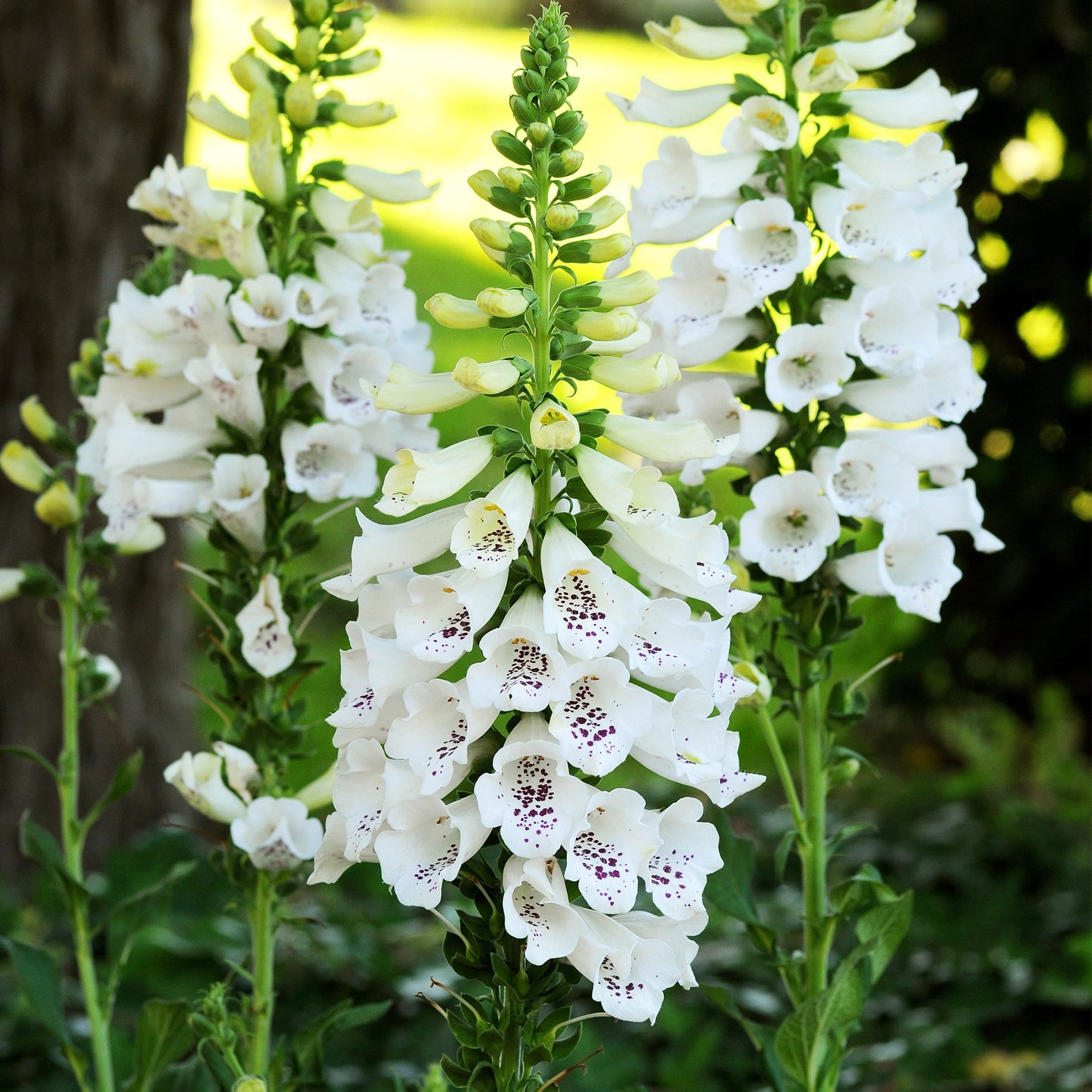 Digitalis 'Dalmatian White'