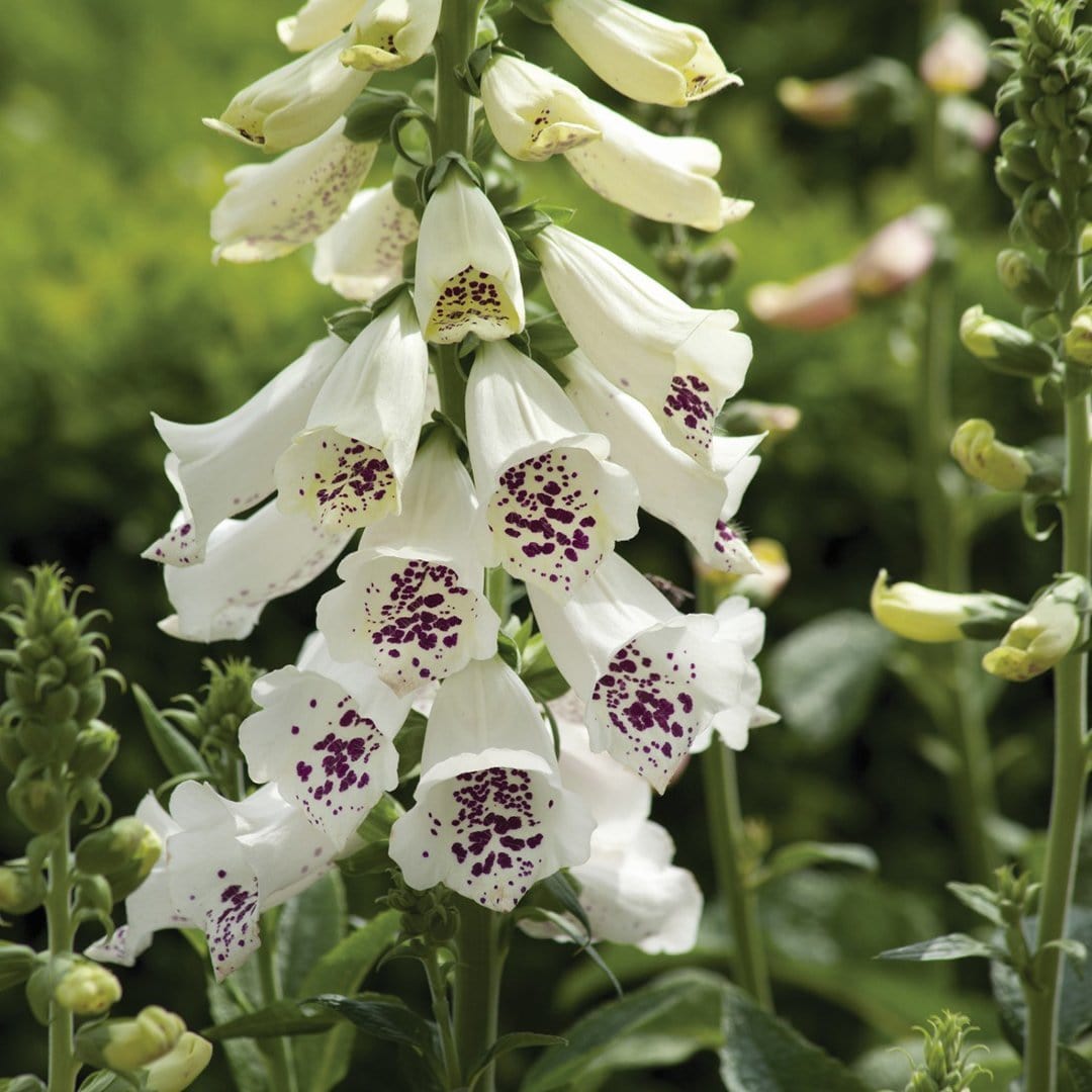 Digitalis 'Dalmatian White'