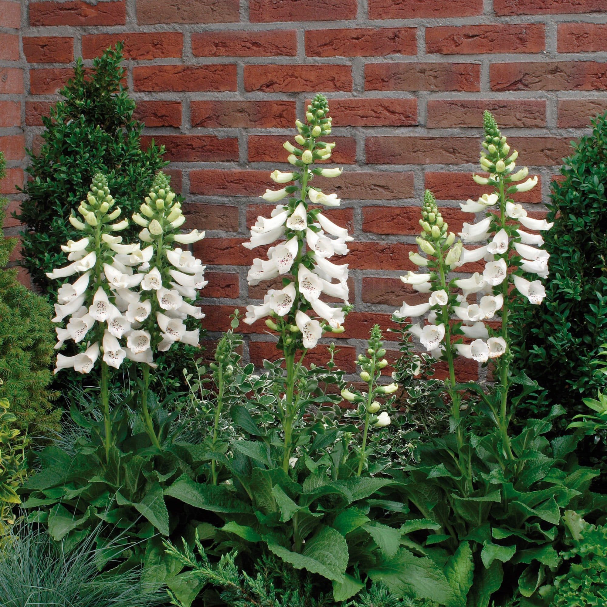 Digitalis 'Dalmatian White'