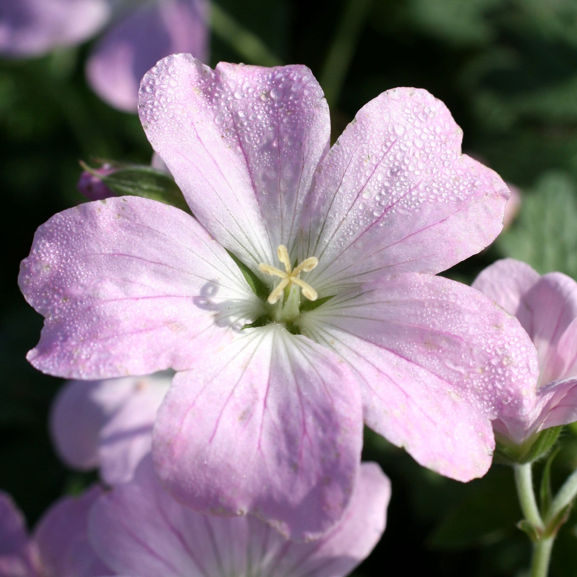Hardy Ground-Cover Geraniums Collection