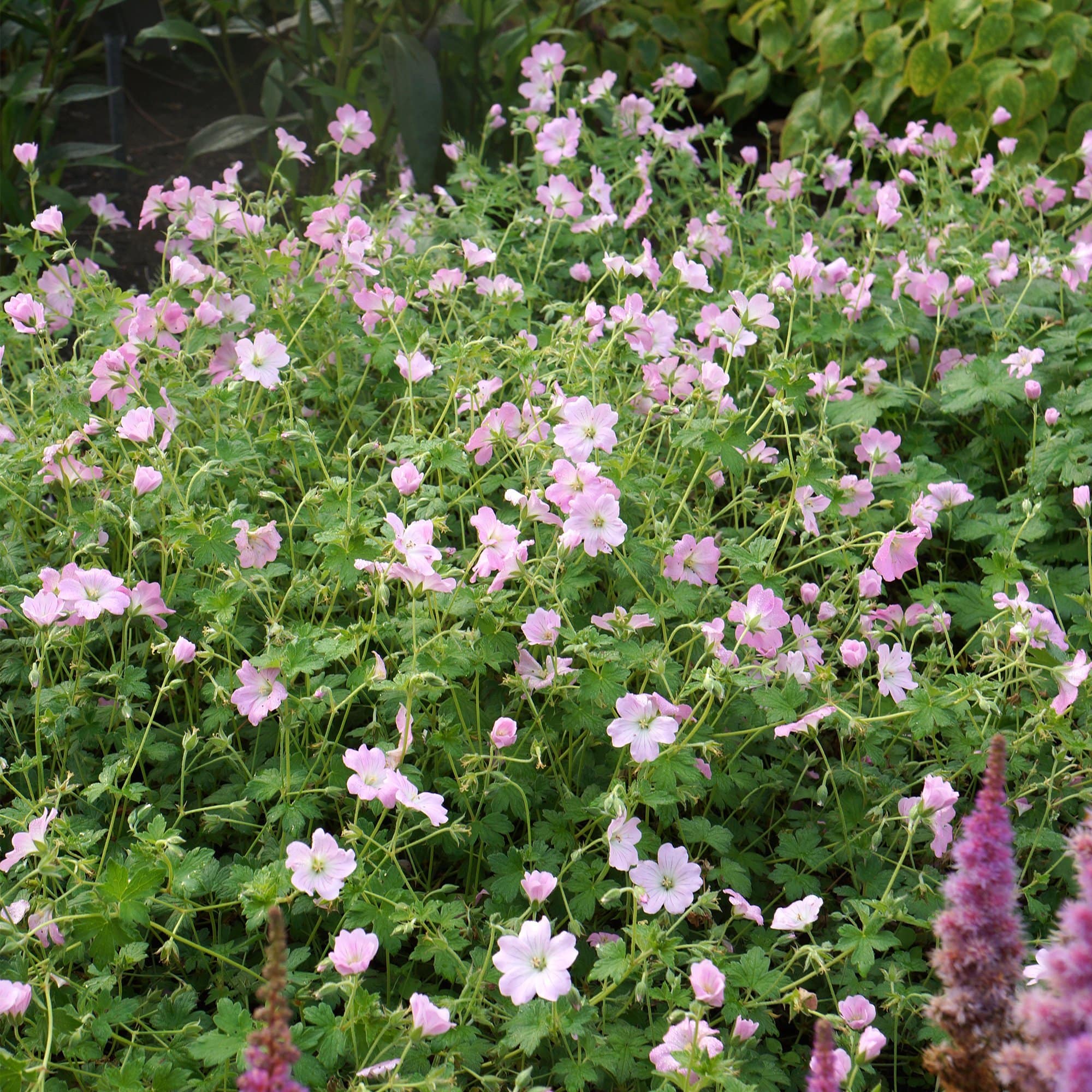Hardy Ground-Cover Geraniums Collection