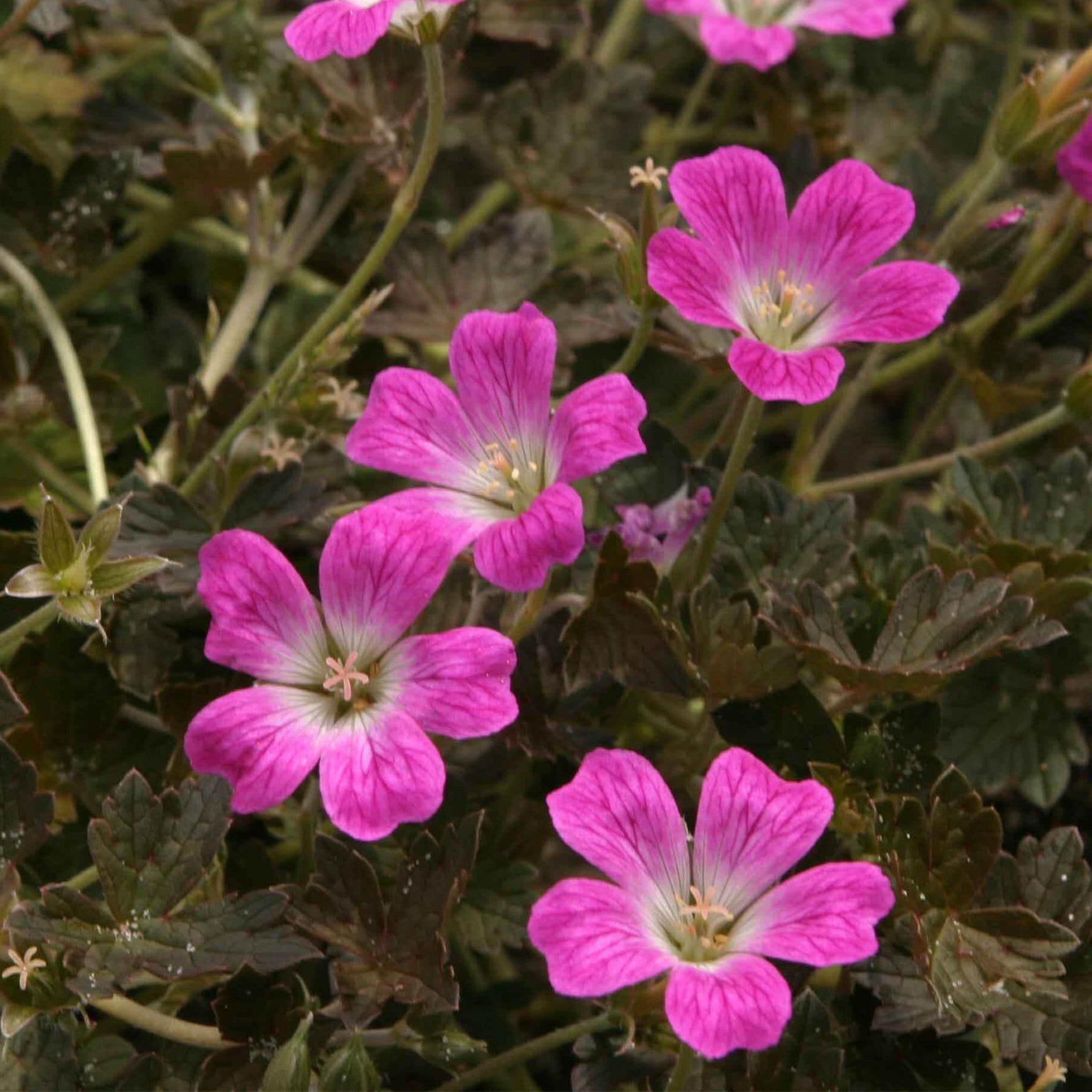 Hardy Ground-Cover Geraniums Collection