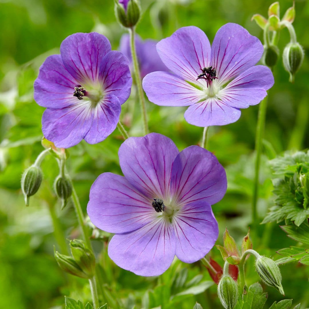 Hardy Ground-Cover Geraniums Collection
