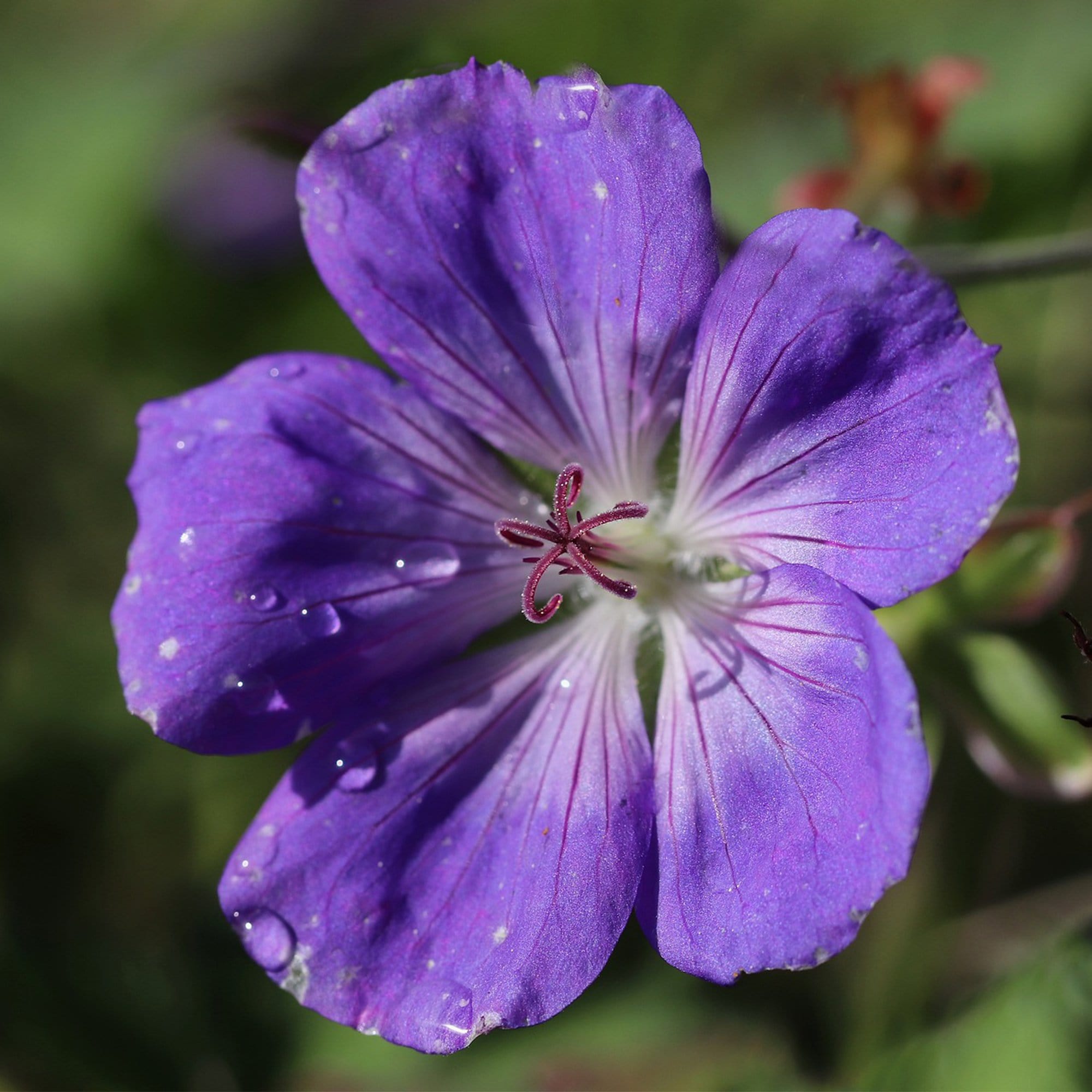 Hardy Ground-Cover Geraniums Collection