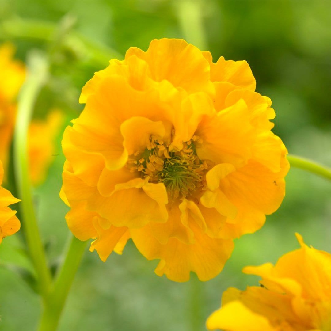 Geum 'Lady Stratheden'