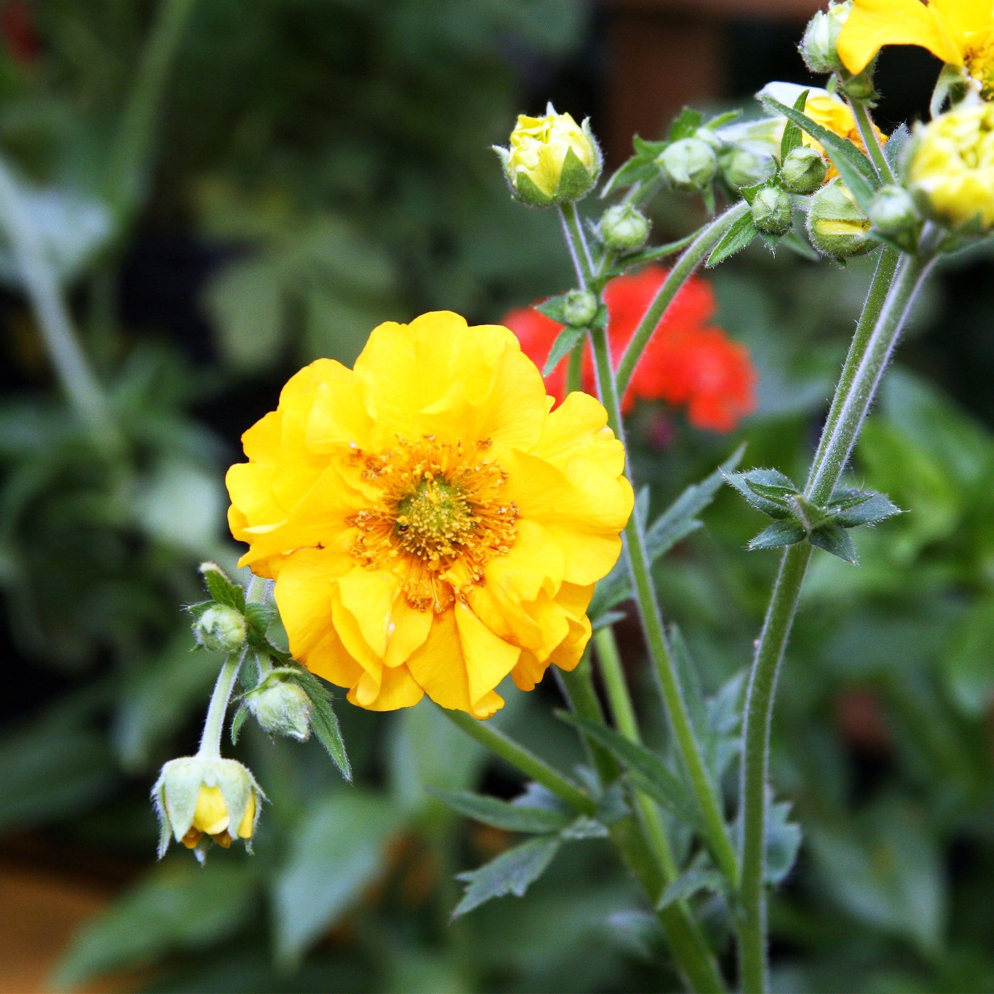 Geum 'Lady Stratheden'