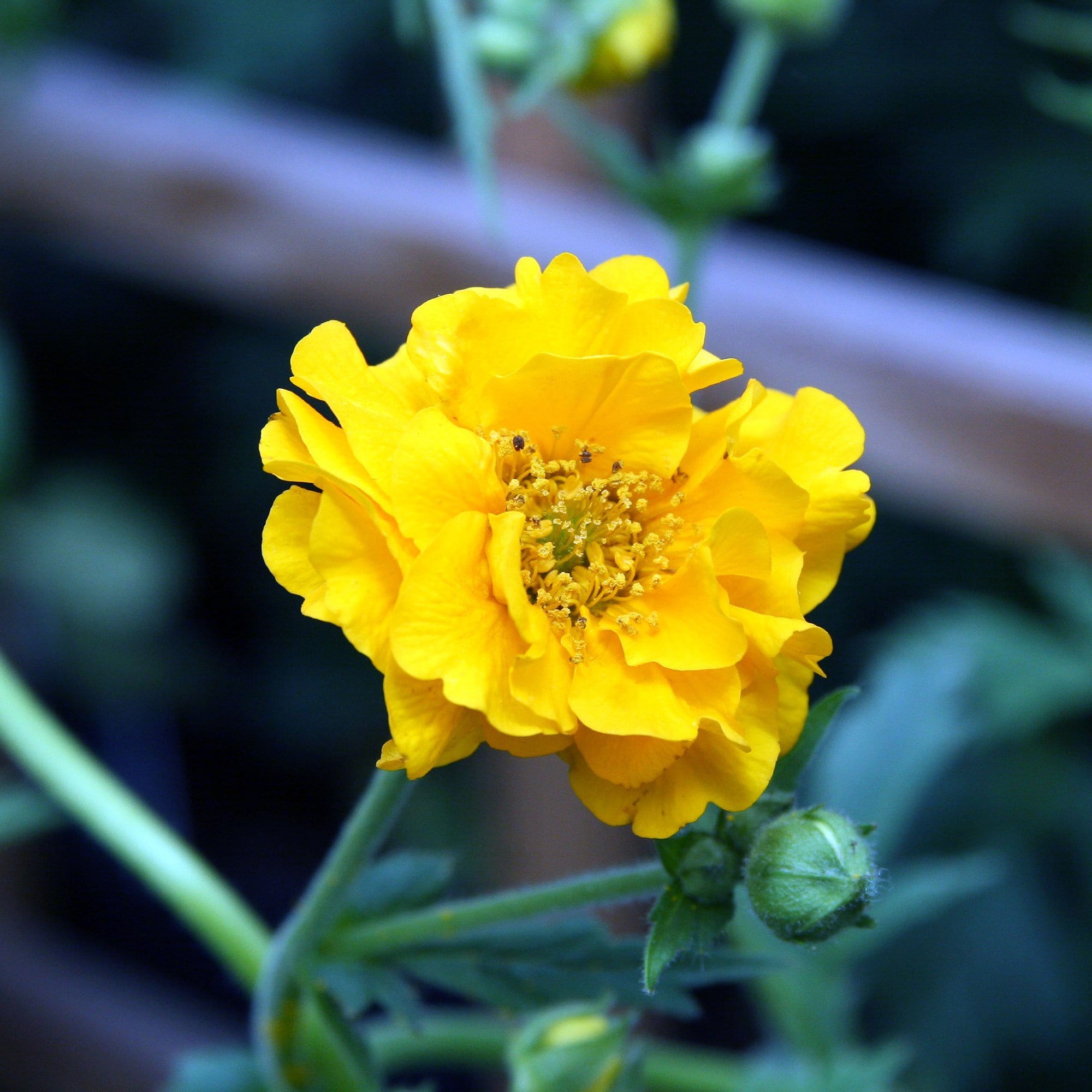 Geum 'Lady Stratheden'