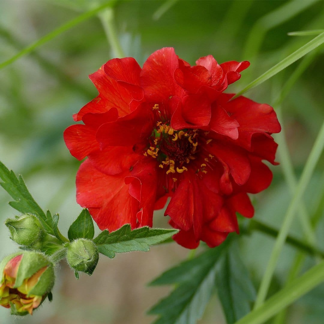 Geum 'Pink Petticoats'
