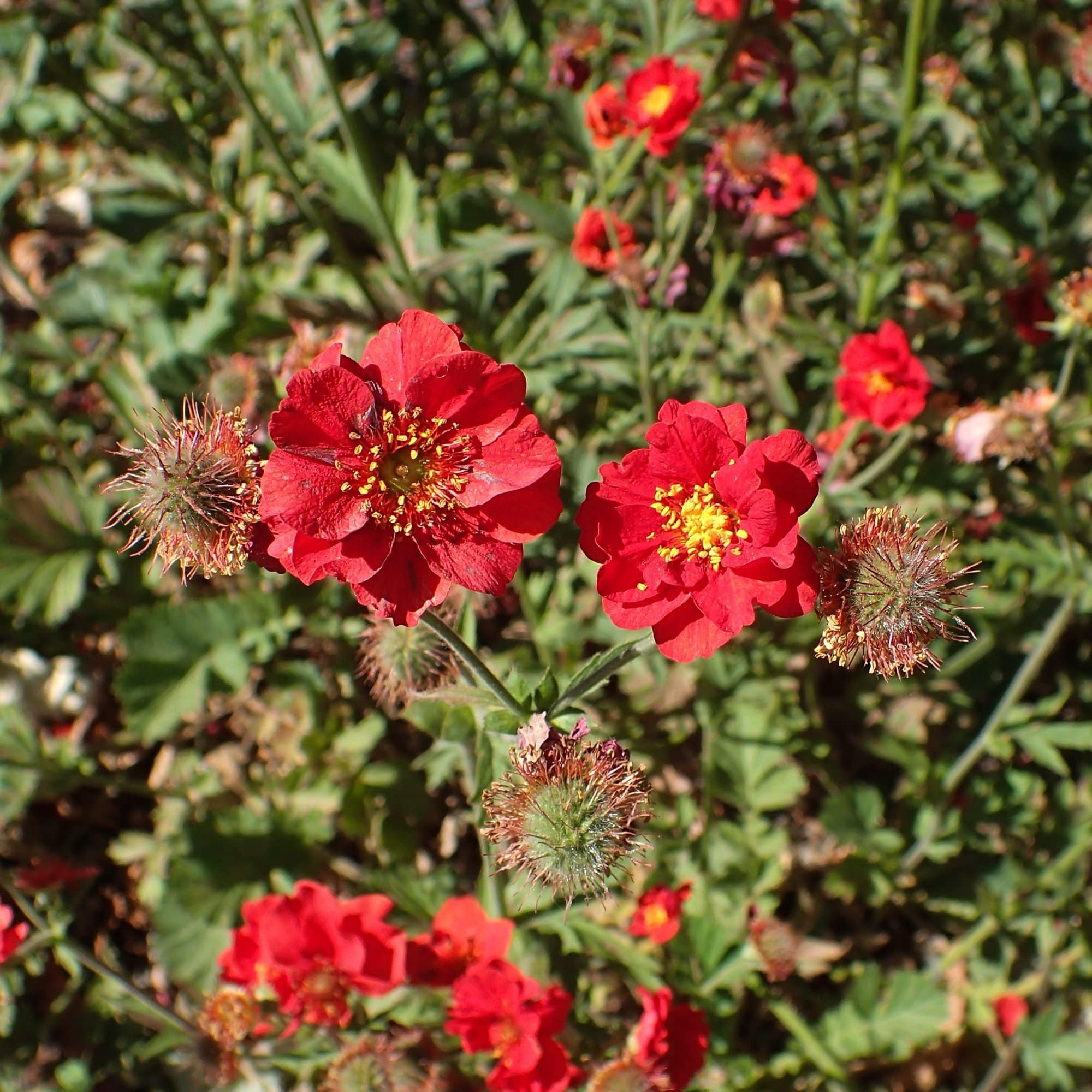 Geum 'Pink Petticoats'