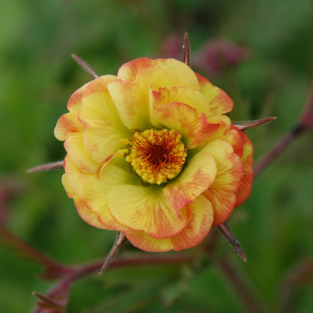 Geum 'Tequila Sunrise'
