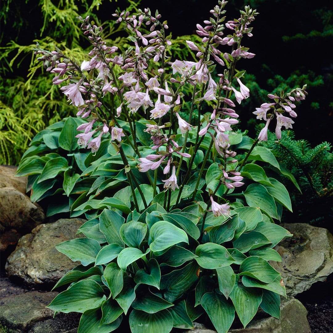 Best Ever Hosta Collection