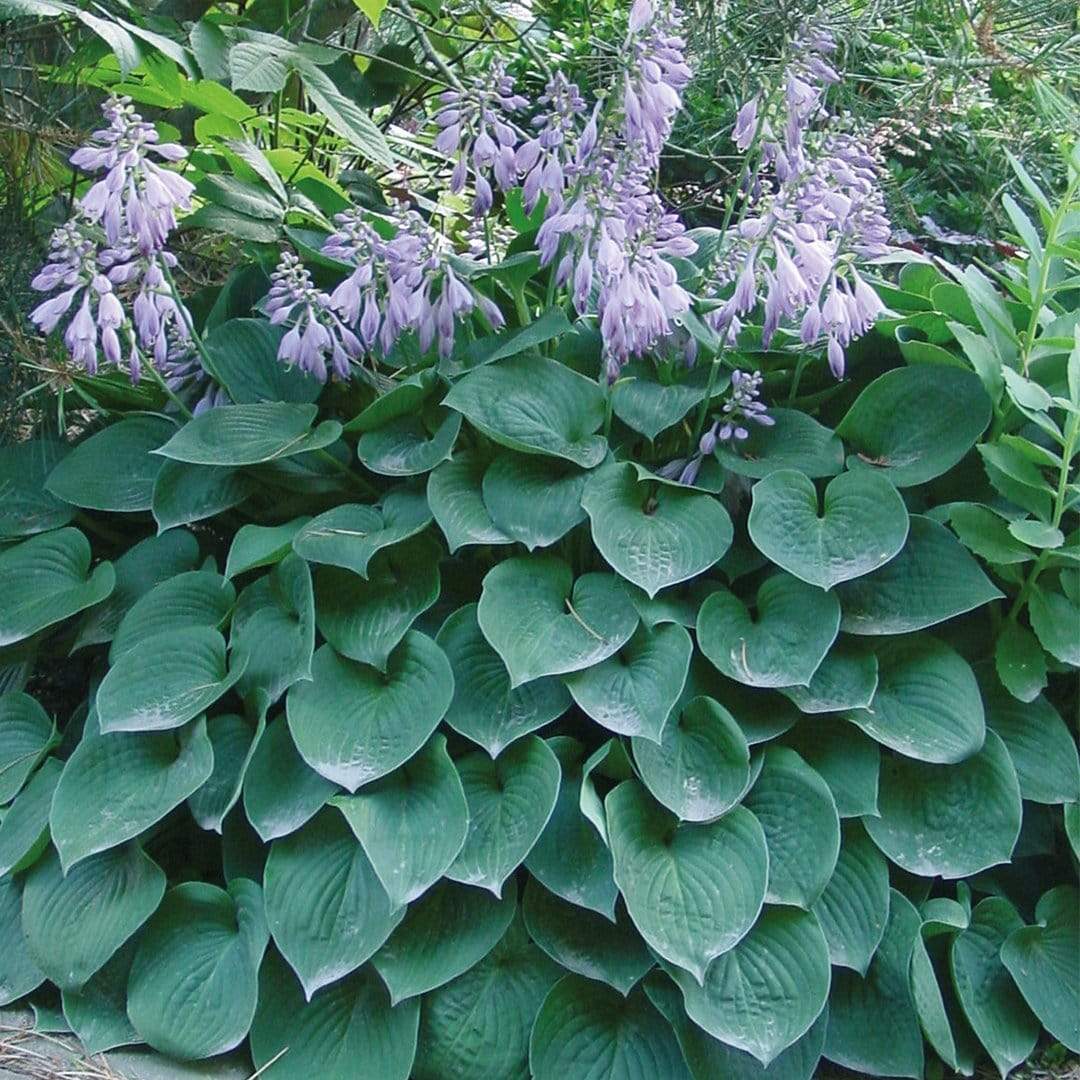 Best Ever Hosta Collection