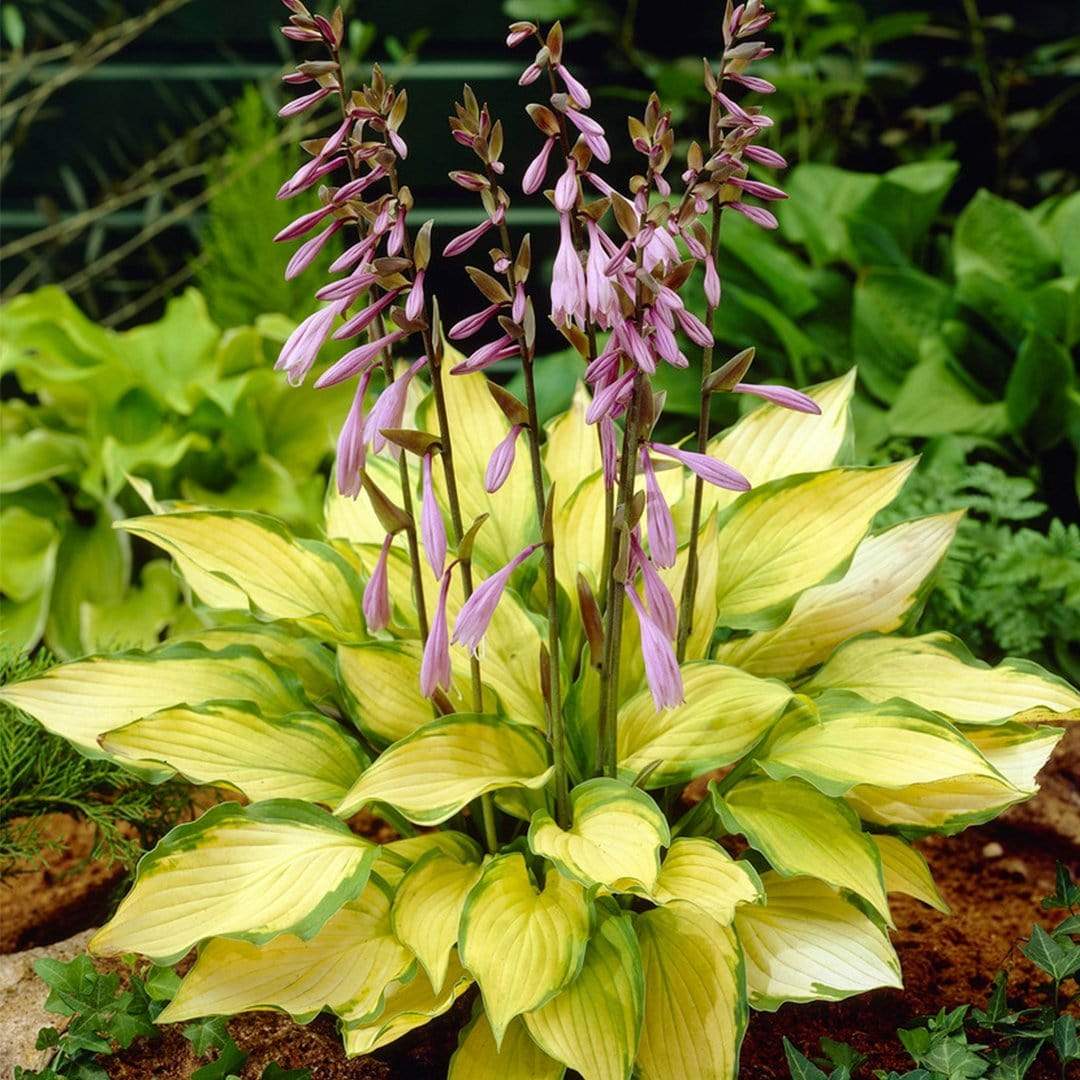 Best Ever Hosta Collection