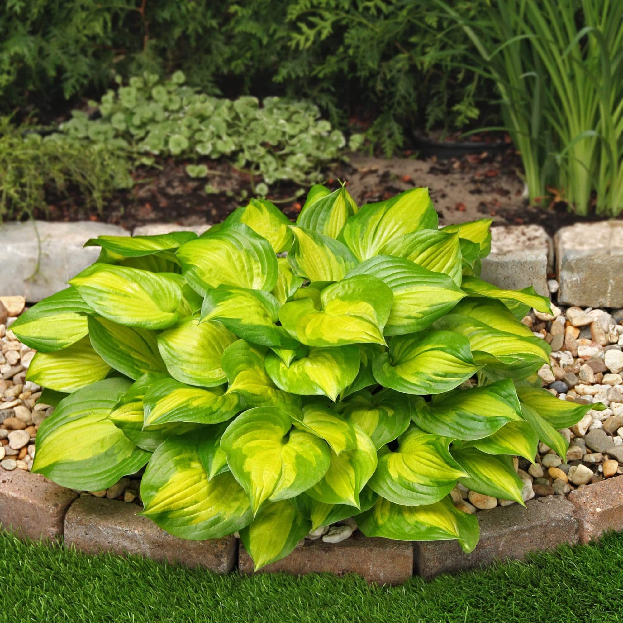 Best Ever Hosta Collection