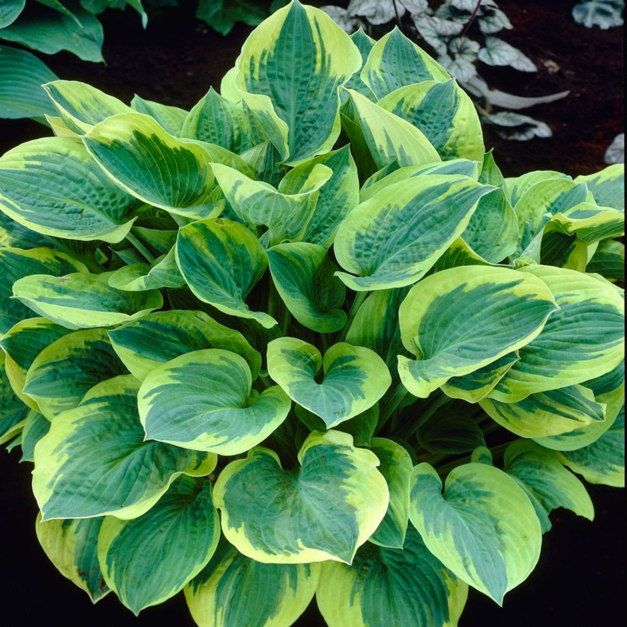 Best Ever Hosta Collection