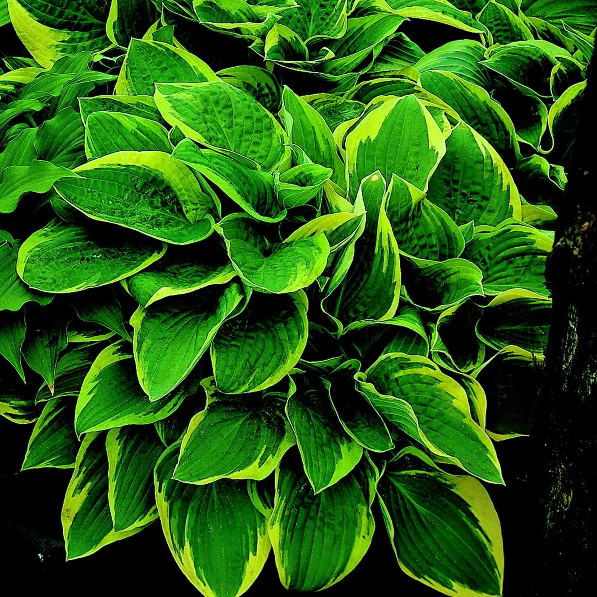 Best Ever Hosta Collection