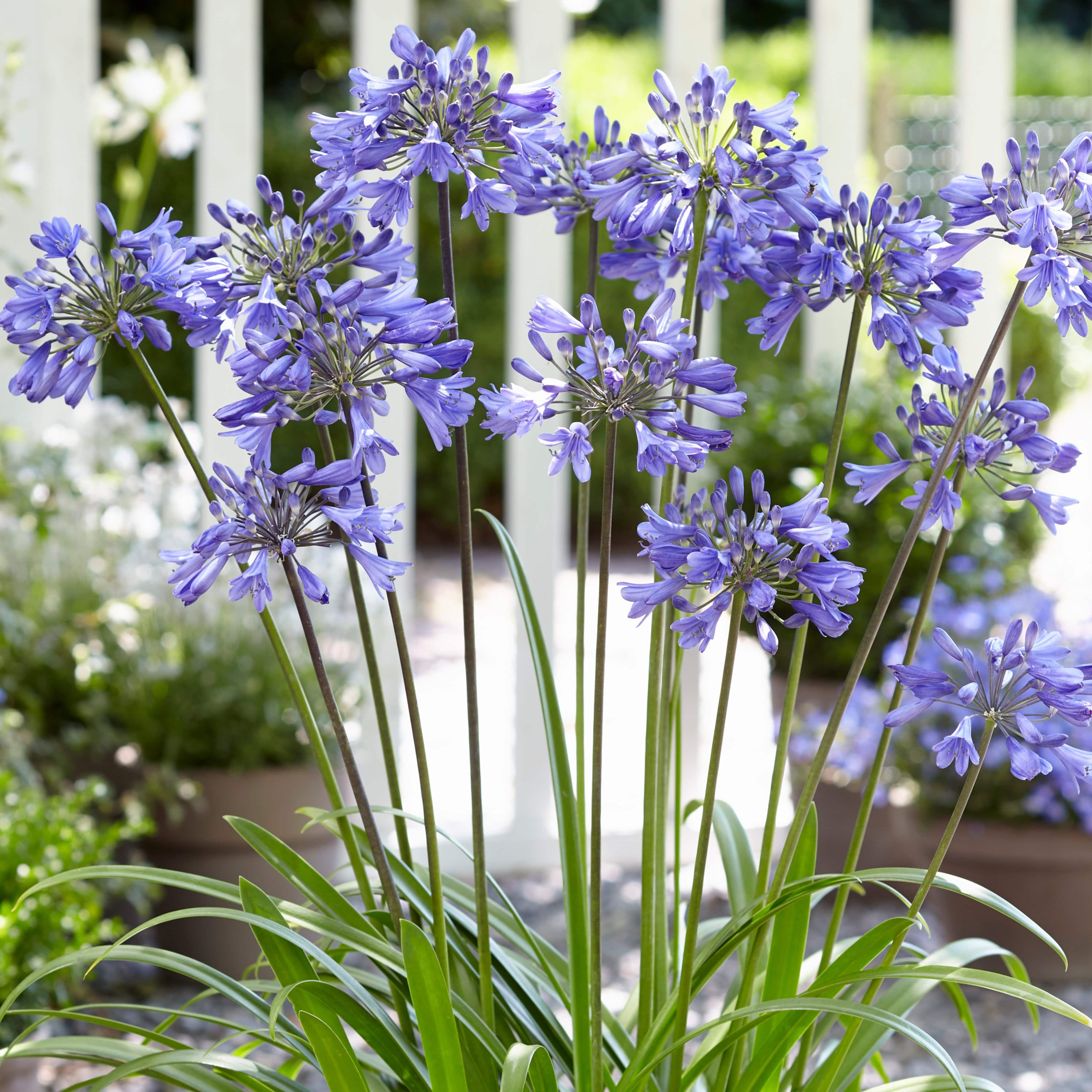 Agapanthus 'Ever Sapphire'