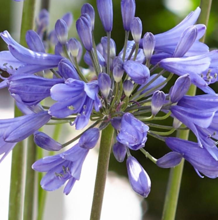 Agapanthus 'Ever Sapphire'