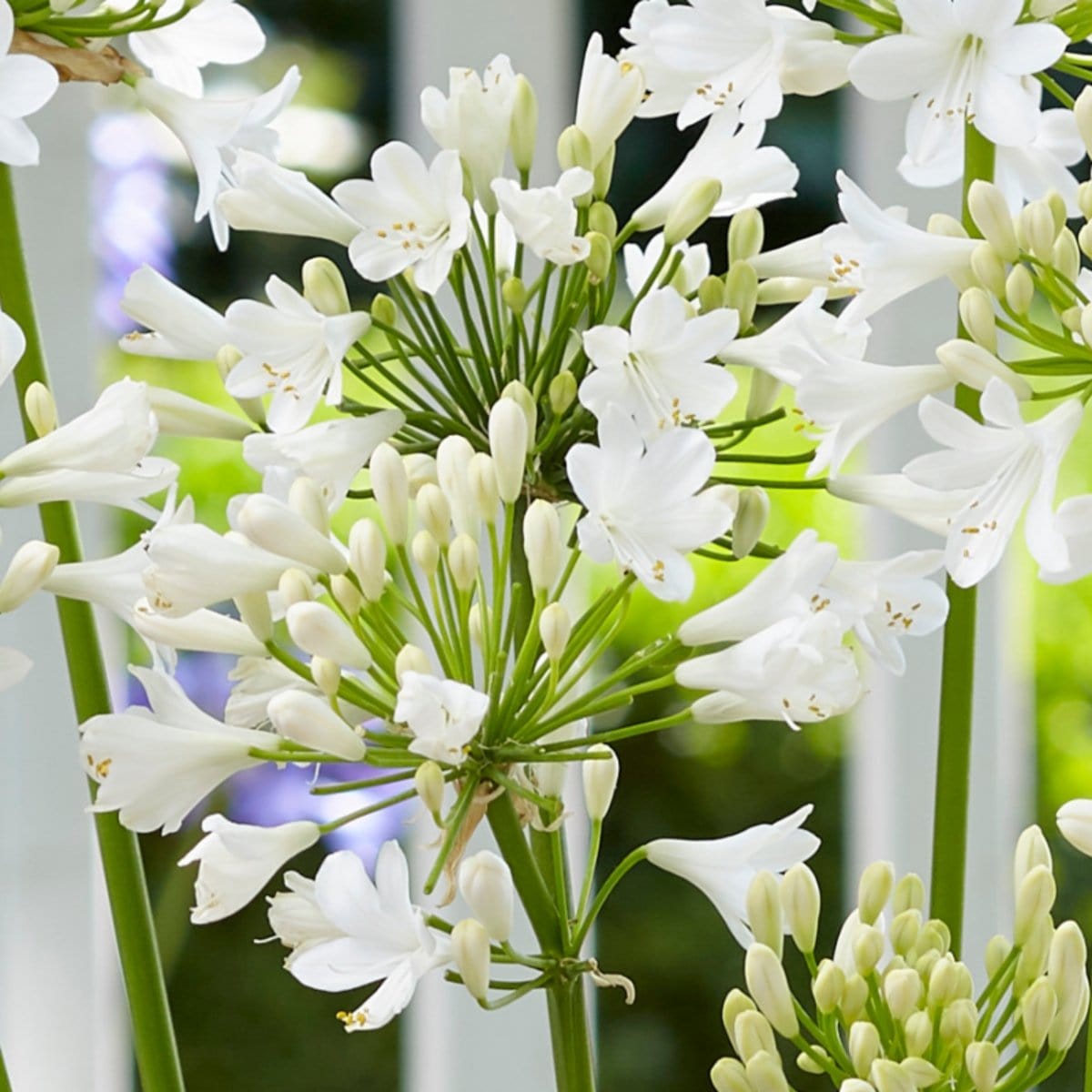 Agapanthus 'Ever White'