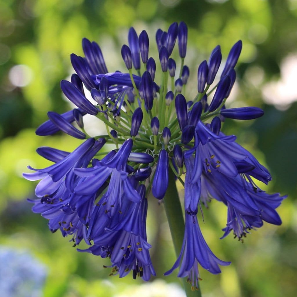 Agapanthus 'Royal Velvet'