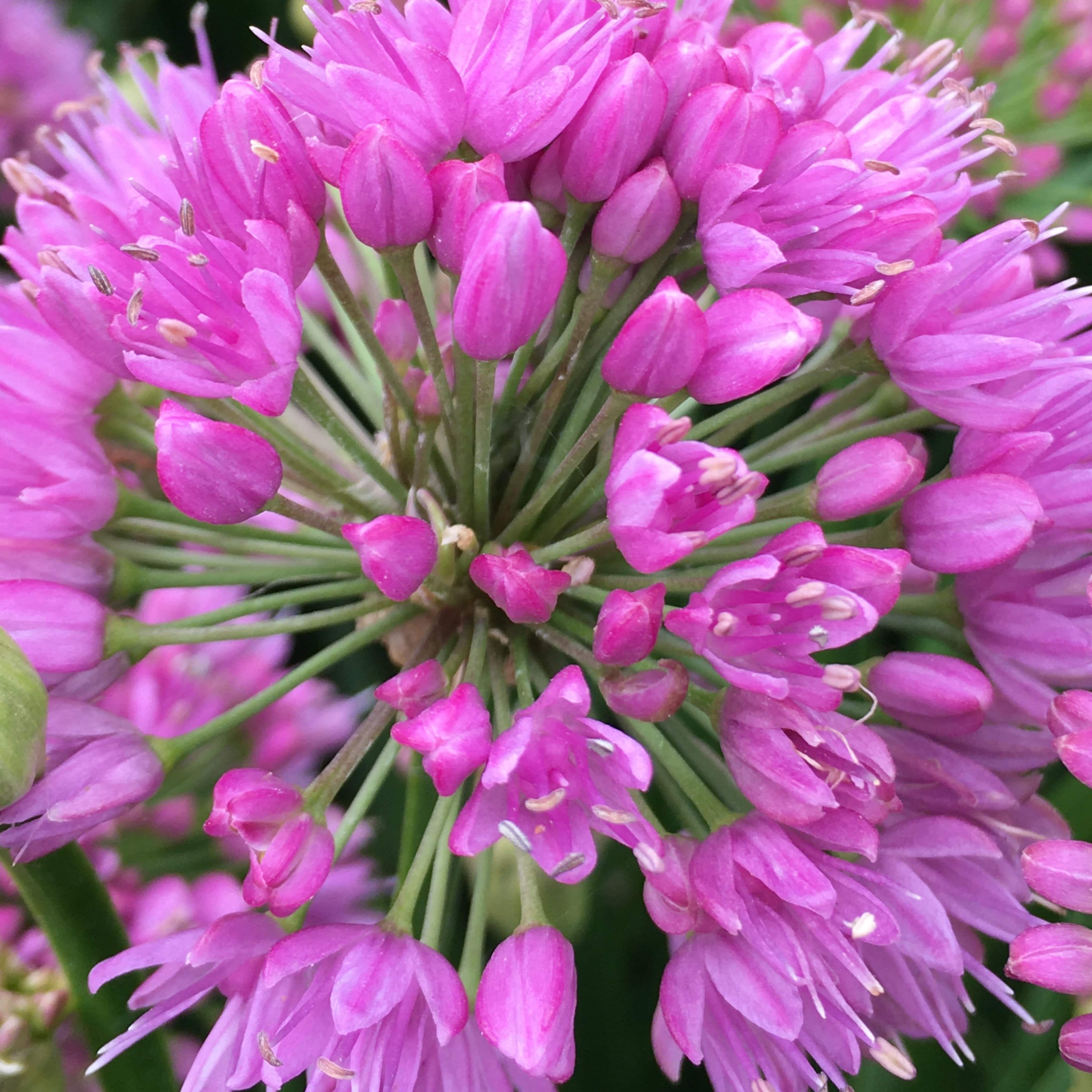 Allium 'Millenium'