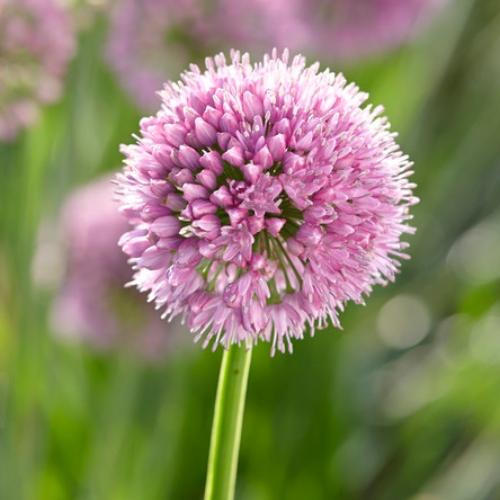 Allium 'Millenium'