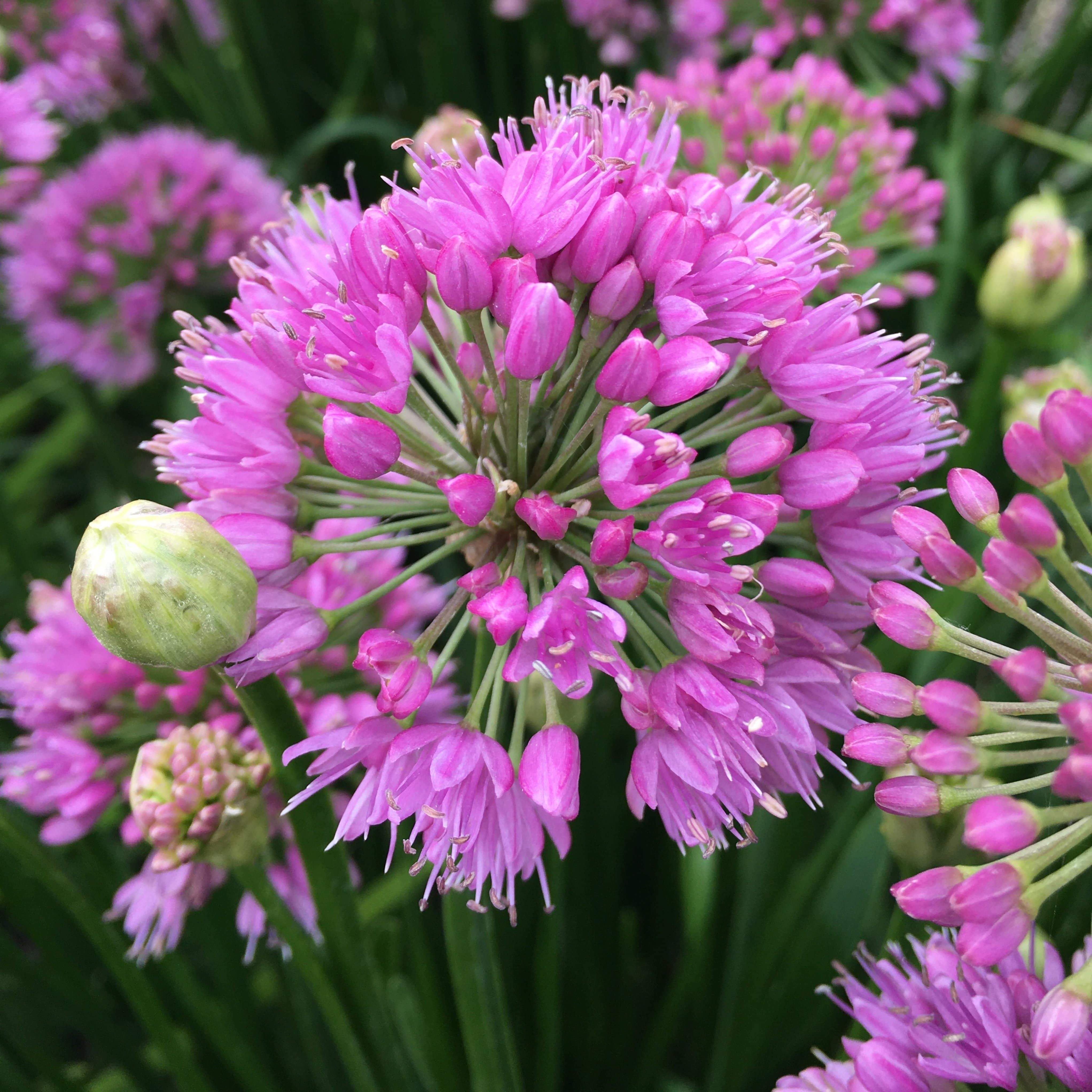 Allium 'Millenium'