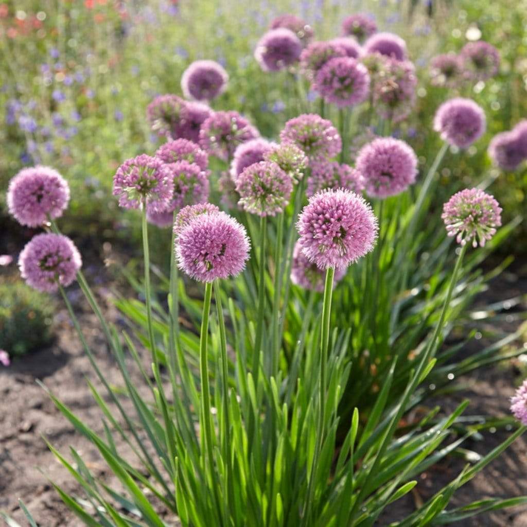 Allium 'Millenium'