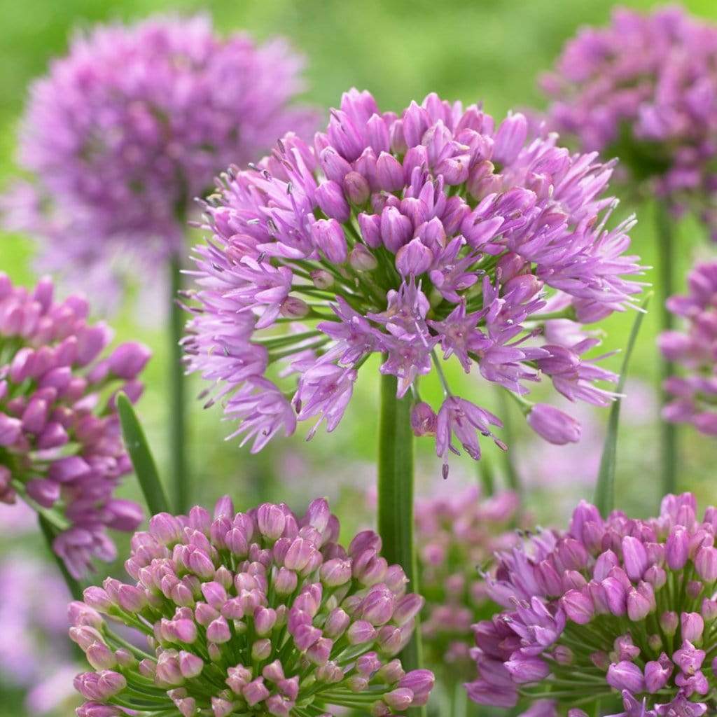 Allium 'Millenium'