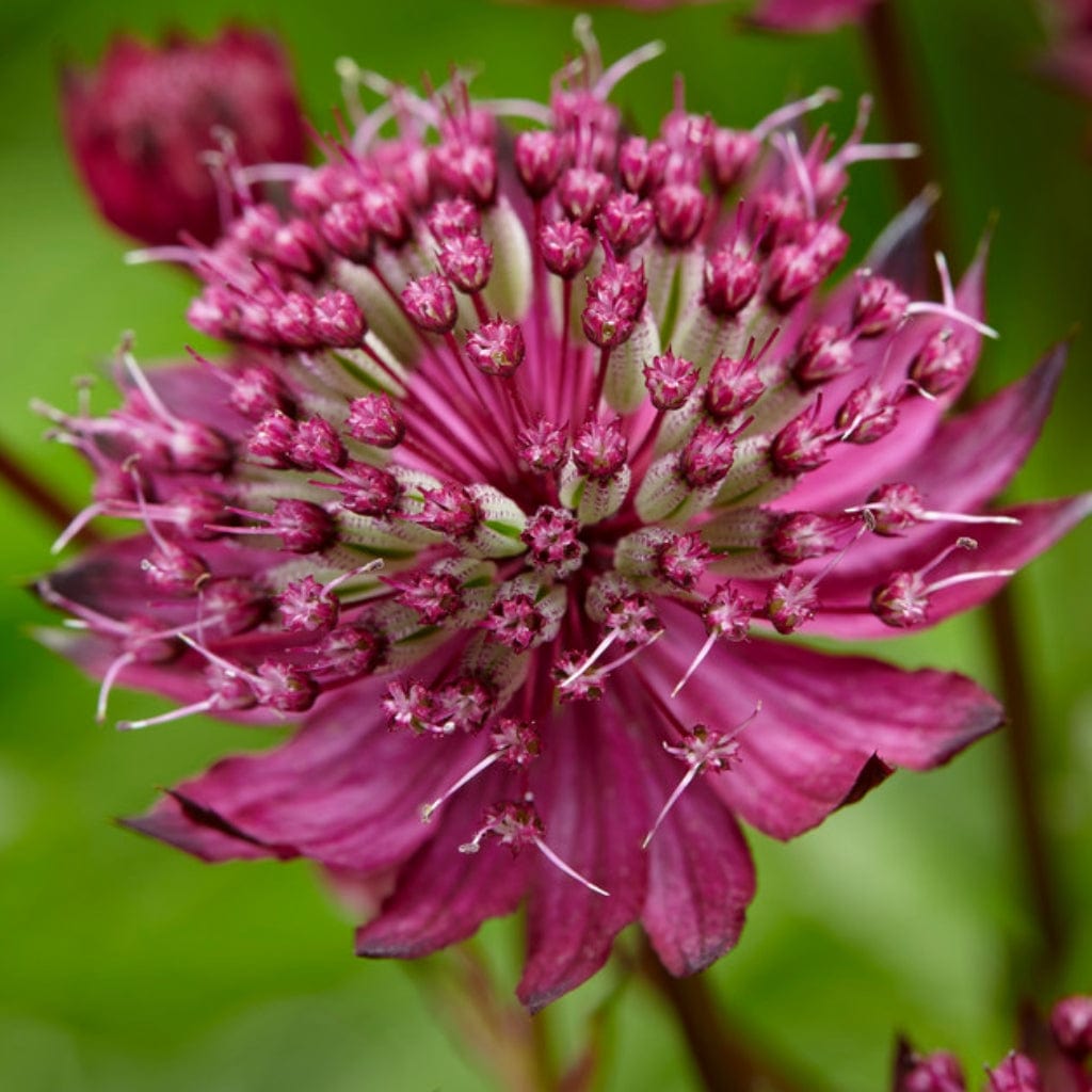 Astrantia 'Sparkling Stars Red'