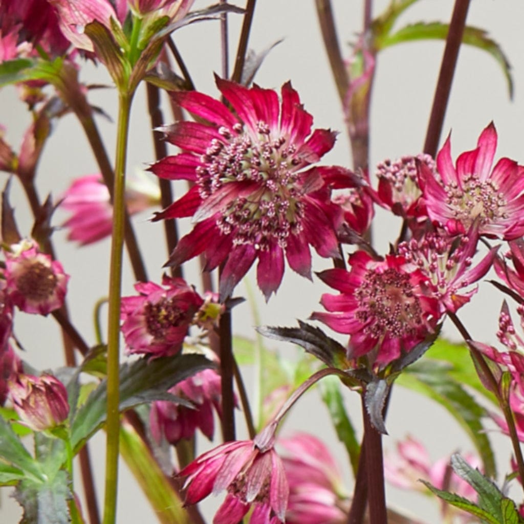 Astrantia 'Sparkling Stars Red'