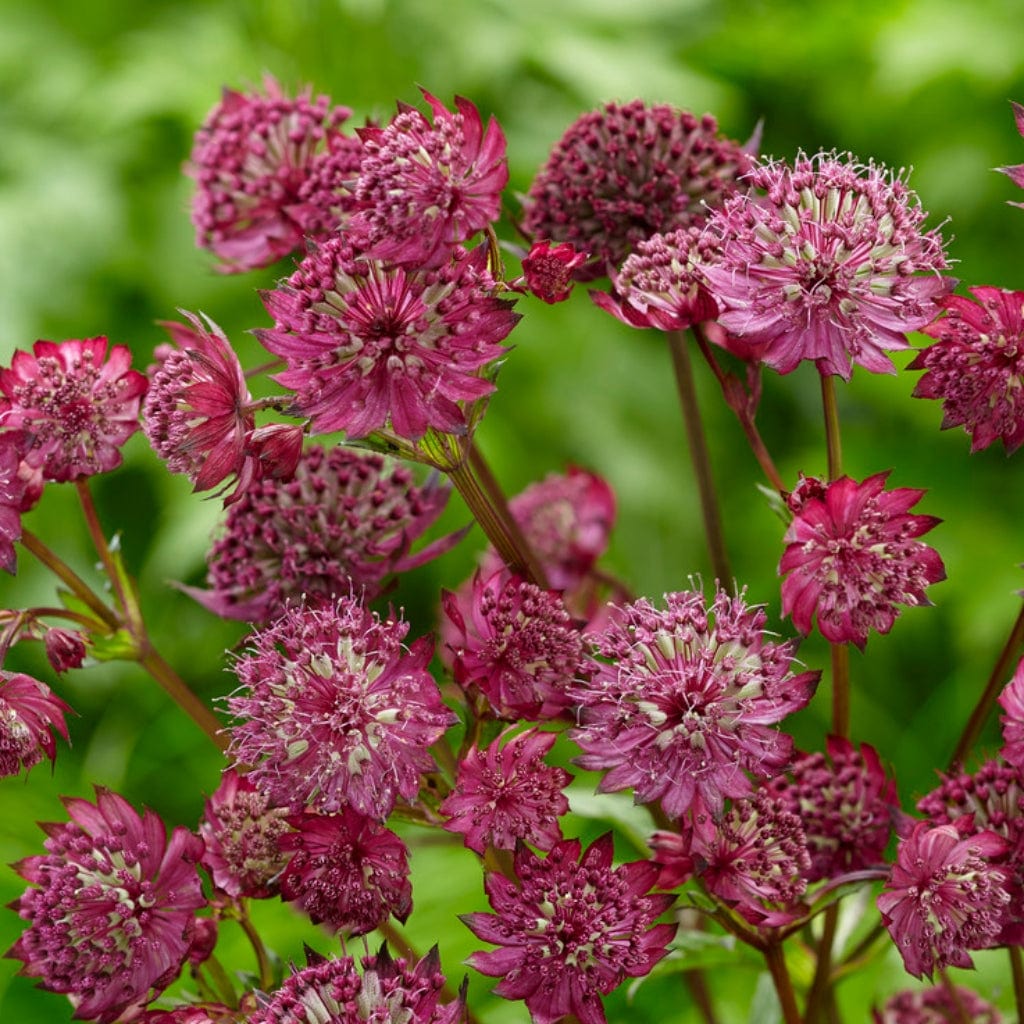Astrantia 'Sparkling Stars Red'