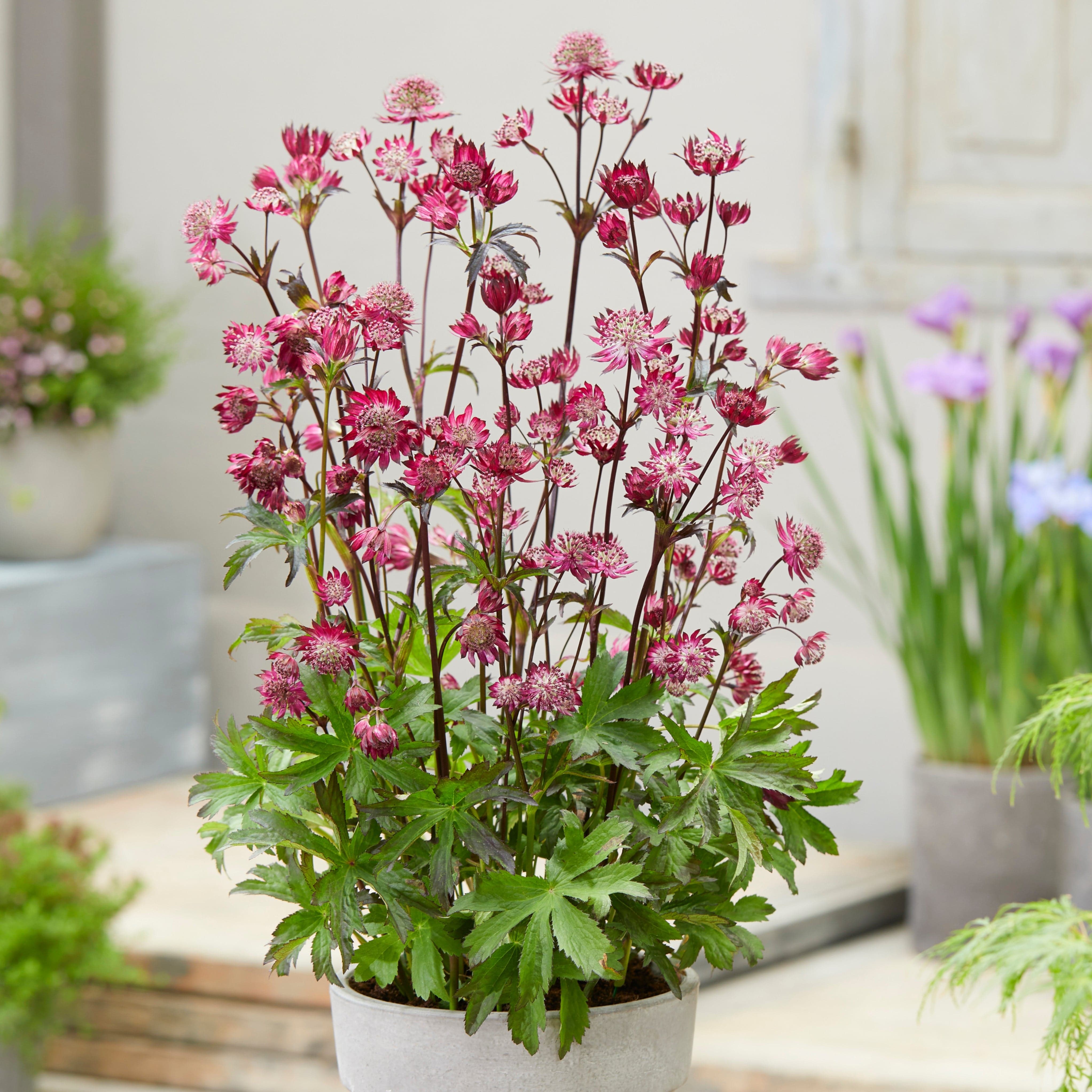Astrantia 'Sparkling Stars Red'